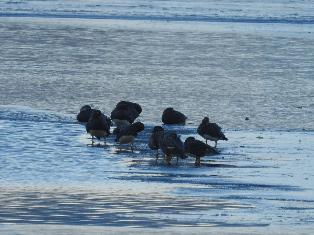 花斑船鸭(Tachyeres patachonicus)