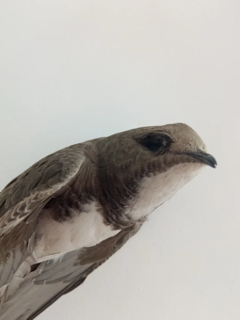 高山雨燕(Tachymarptis melba)