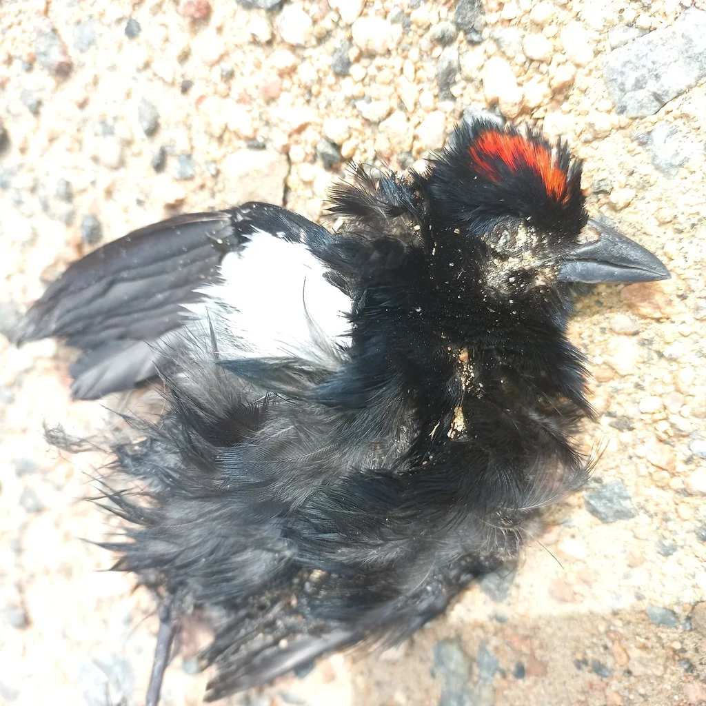 红冠黑唐纳雀(Tachyphonus coronatus)
