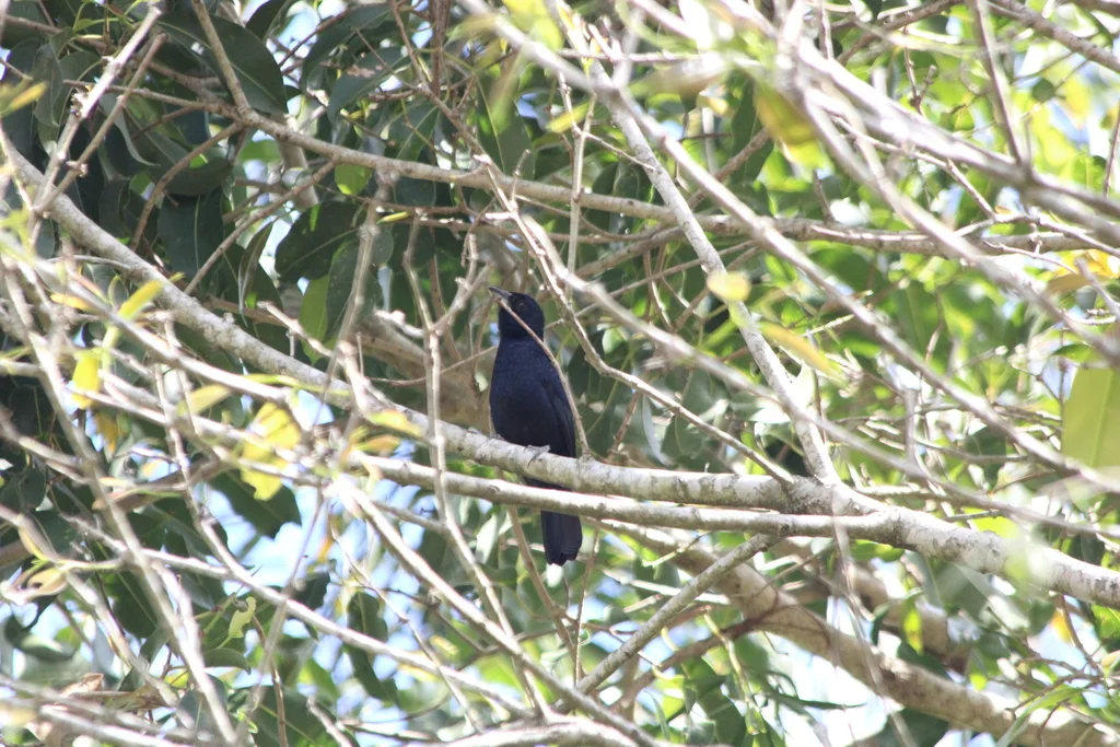 红冠黑唐纳雀(Tachyphonus coronatus)
