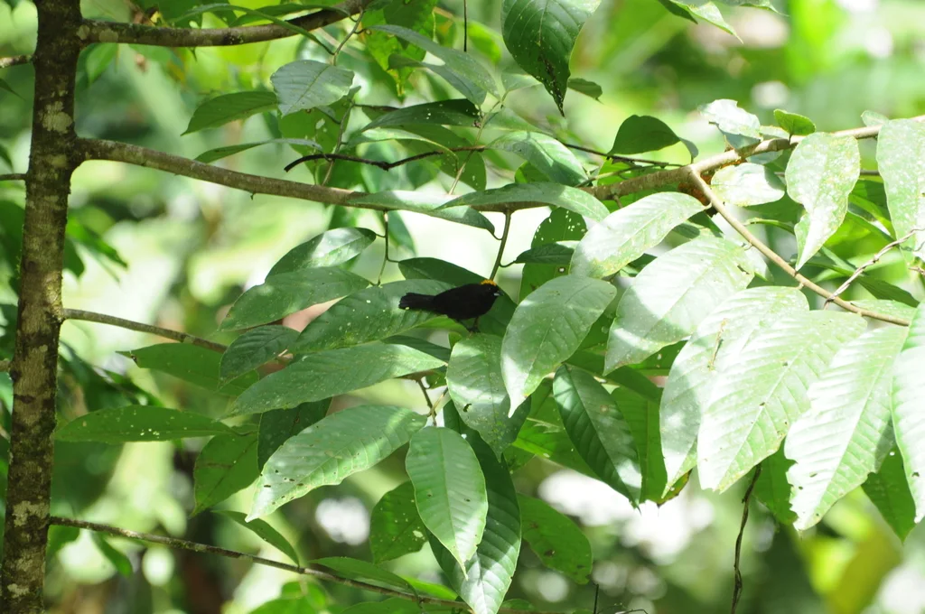 黄冠黑唐纳雀(Tachyphonus delatrii)