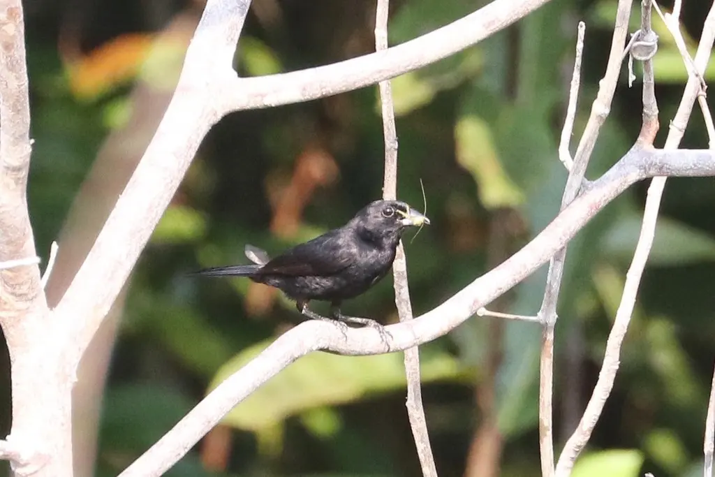 红肩黑唐纳雀(Tachyphonus phoenicius)