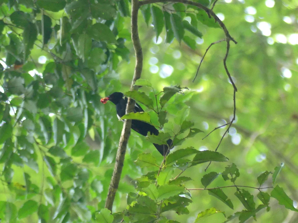 暗黄顶黑唐纳雀(Tachyphonus surinamus)