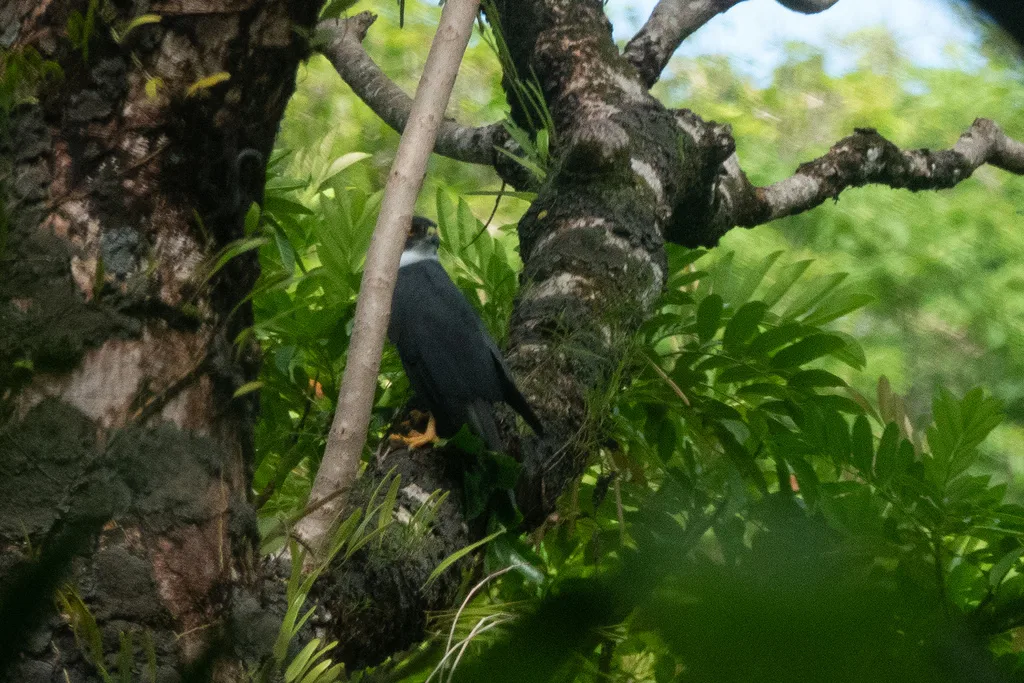斑鹰(Tachyspiza albogularis)