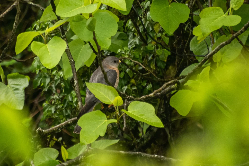 东雀鹰(Tachyspiza brevipes)