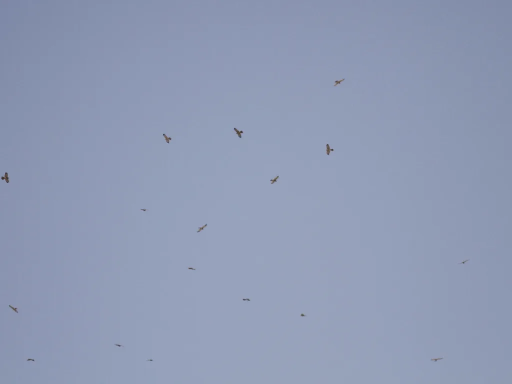 东雀鹰(Tachyspiza brevipes)