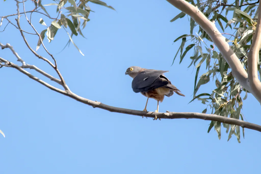 领雀鹰(Tachyspiza cirrocephala)