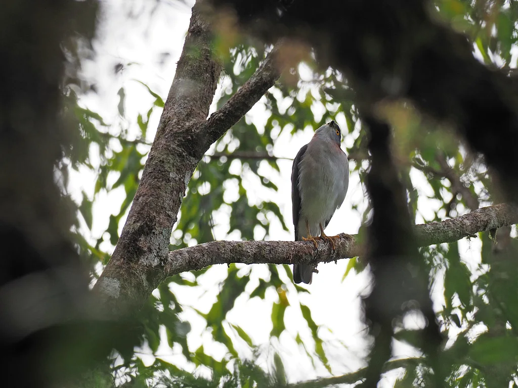 红颈雀鹰(Tachyspiza erythrauchen)