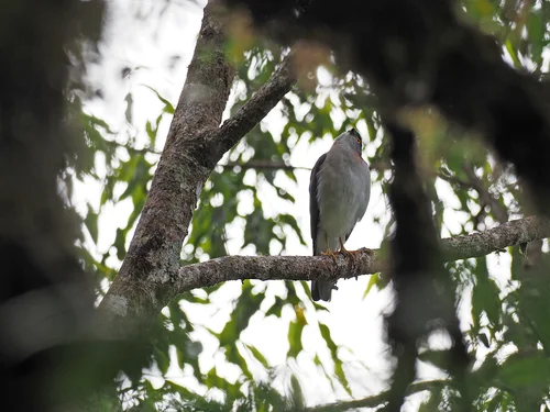 红颈雀鹰(Tachyspiza erythrauchen)
