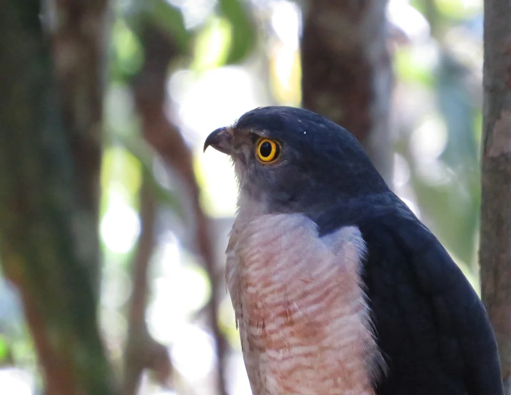 马岛鹰(Tachyspiza francesiae)