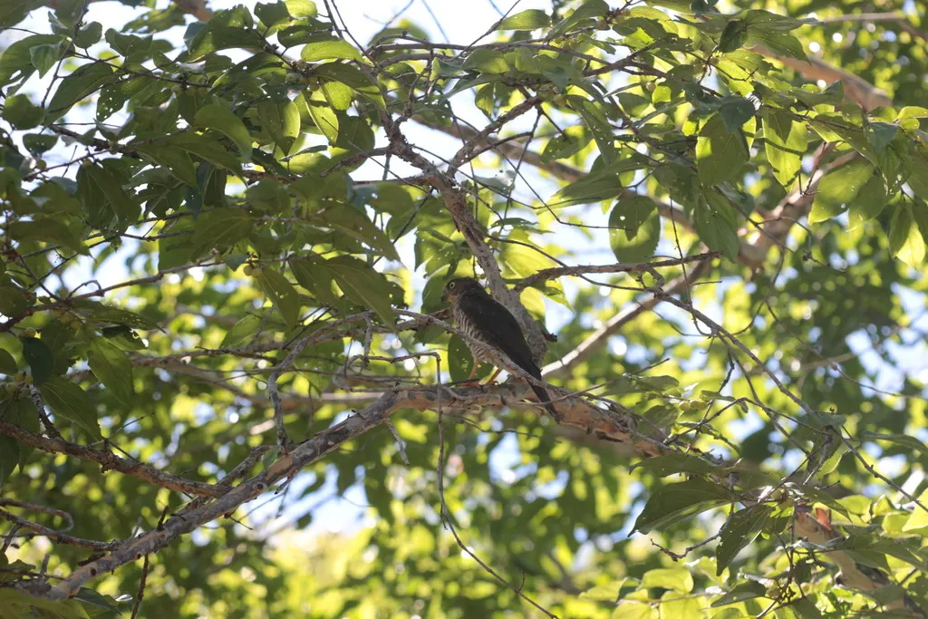 马岛鹰(Tachyspiza francesiae)