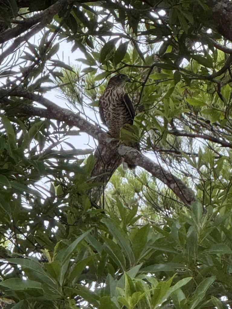 日本松雀鹰(Tachyspiza gularis)