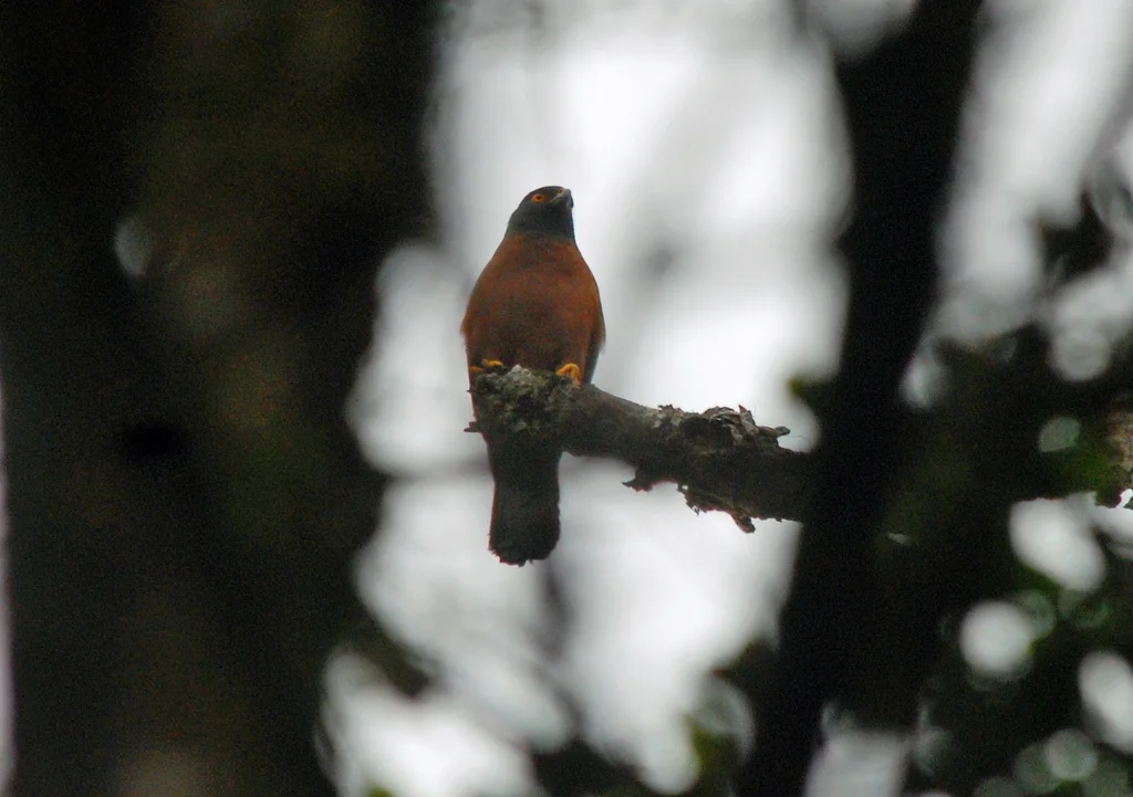 黑背鹰（Tachyspiza melanochlamys）