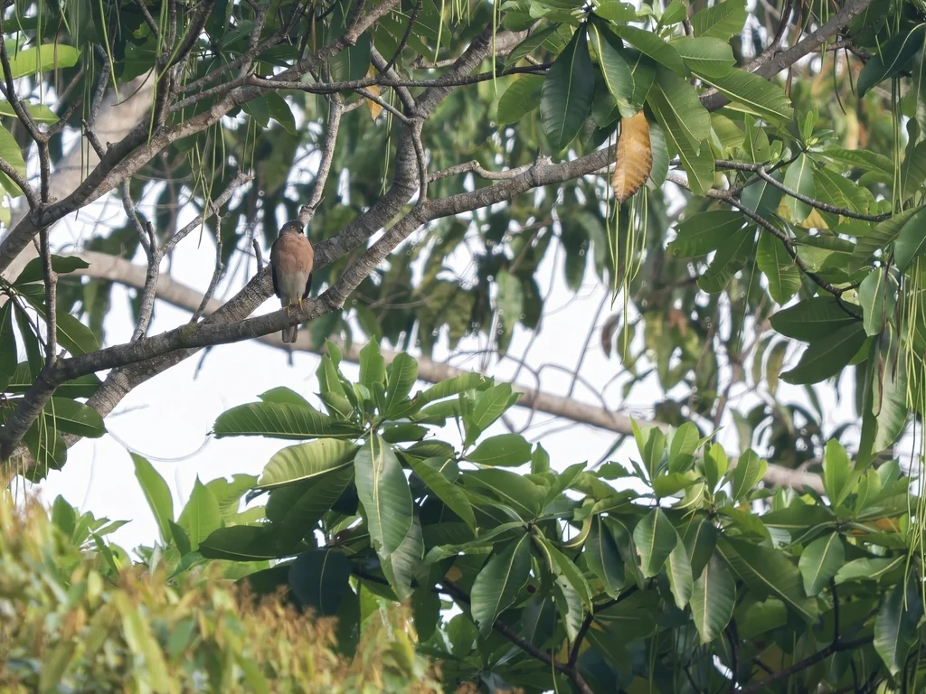 红胸雀鹰(Tachyspiza rhodogaster)