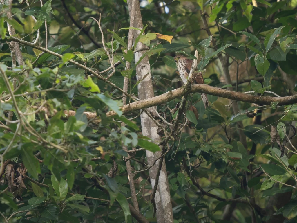 红胸雀鹰(Tachyspiza rhodogaster)