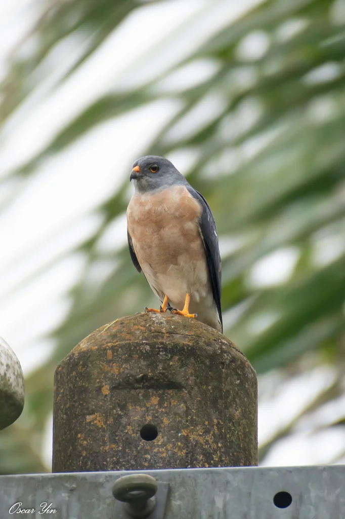 赤腹鹰(Tachyspiza soloensis)