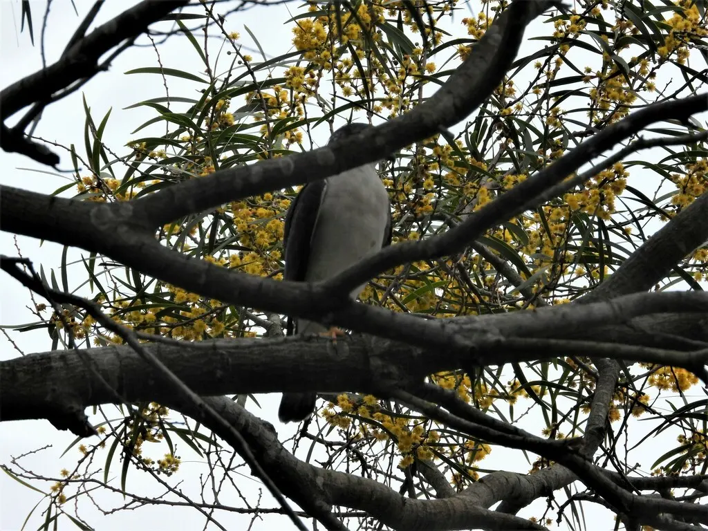 赤腹鹰(Tachyspiza soloensis)