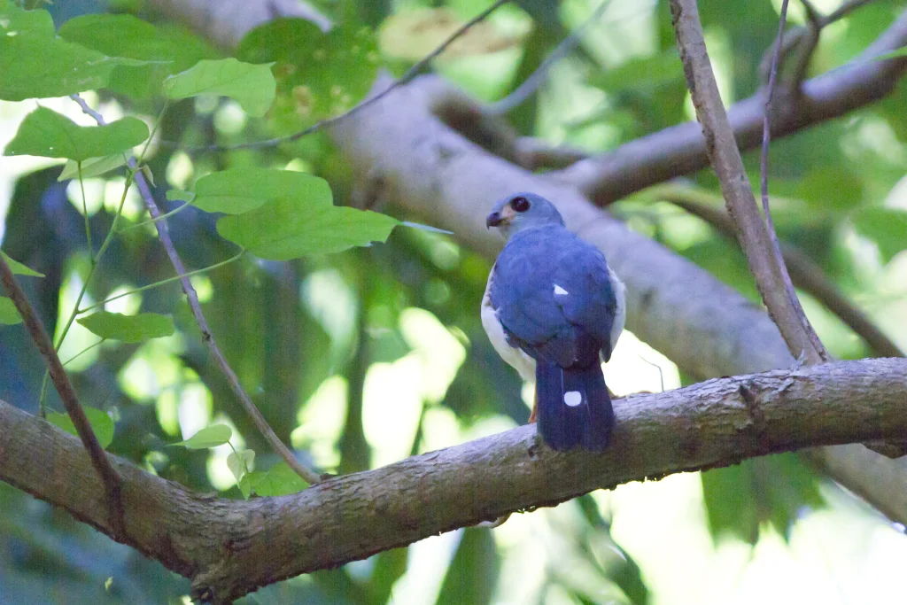 斑尾鹰(Tachyspiza trinotata)