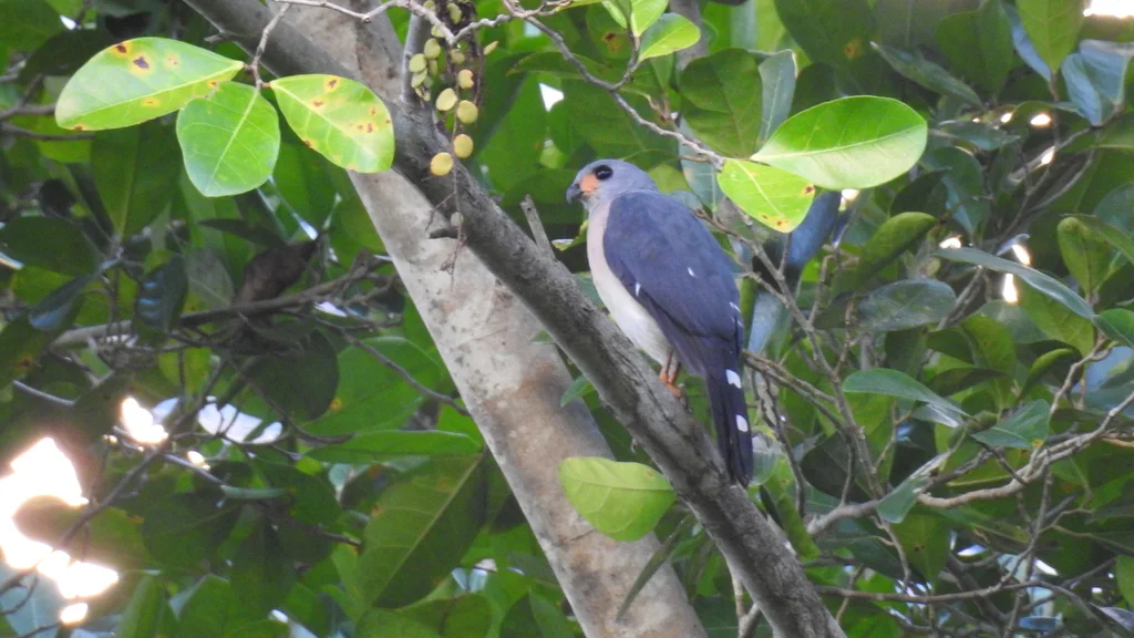 斑尾鹰(Tachyspiza trinotata)