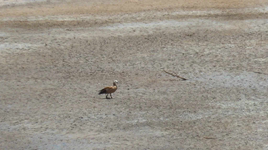 赤麻鸭(Tadorna ferruginea)