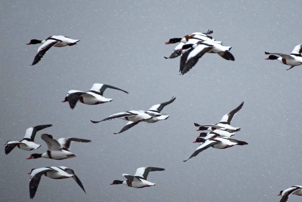 翘鼻麻鸭(Tadorna tadorna)