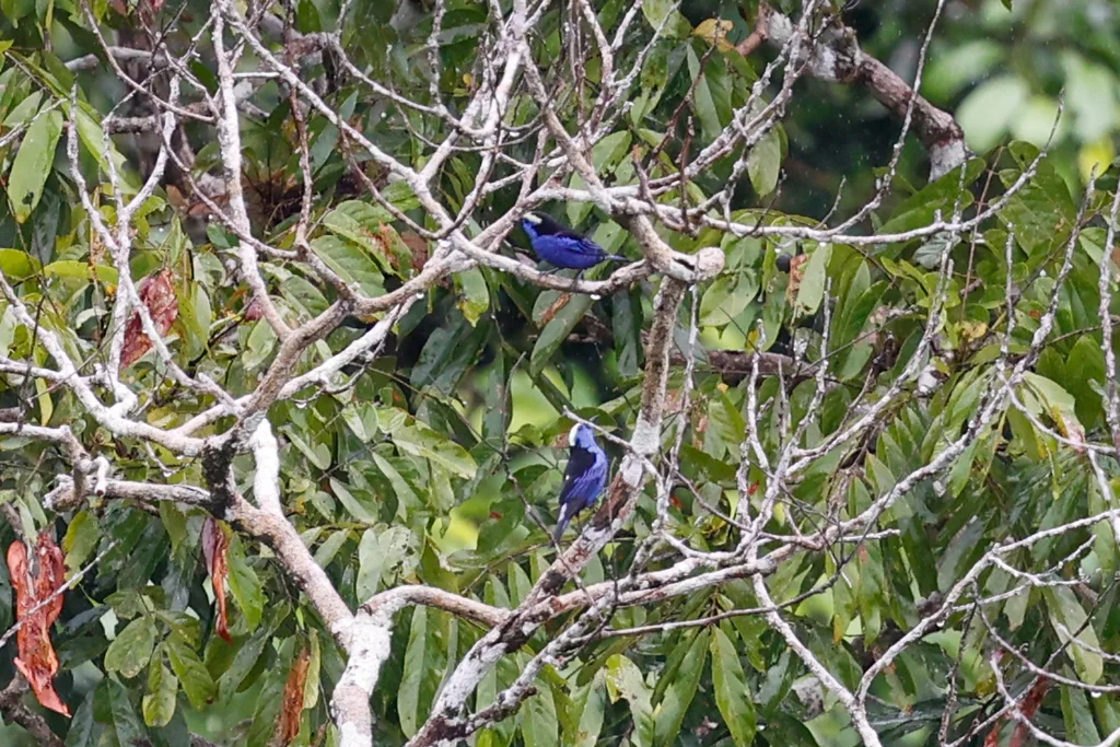 白冠靓唐纳雀(Tangara callophrys)