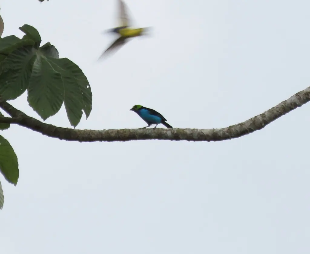 仙靓唐纳雀(Tangara chilensis)