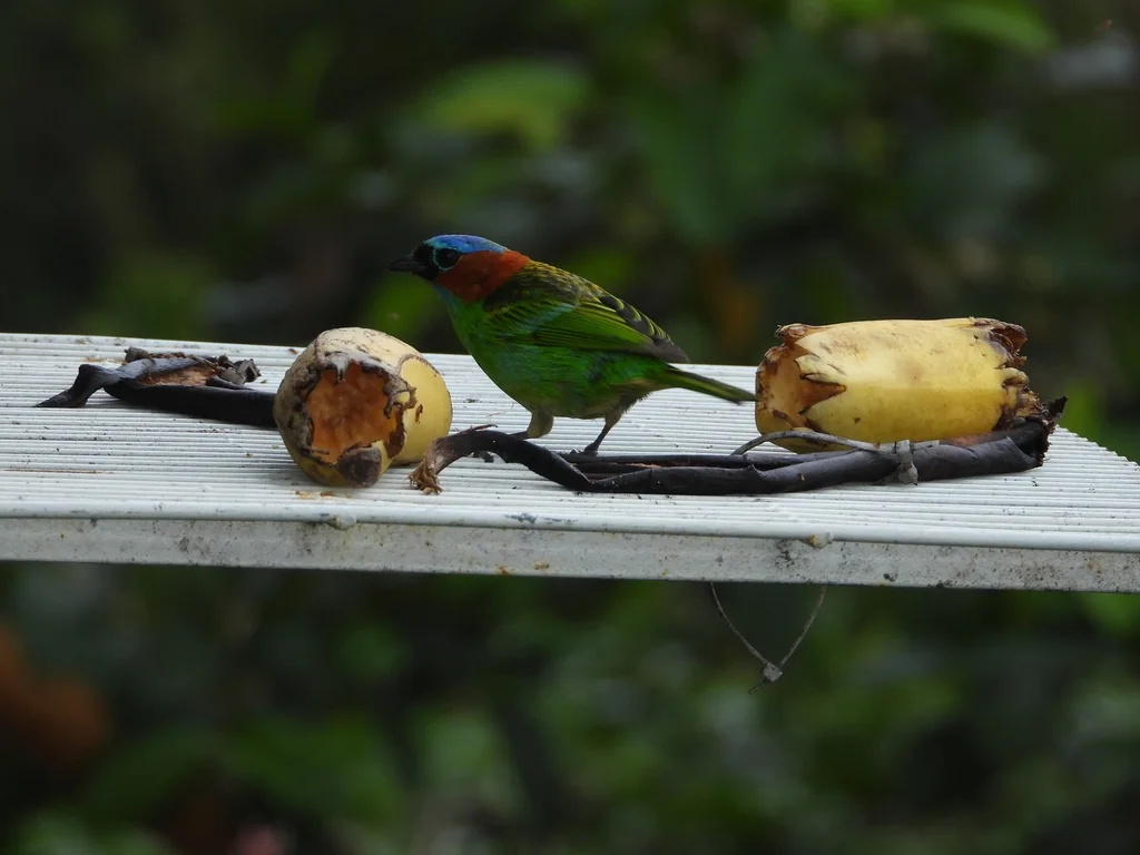红颈靓唐纳雀(Tangara cyanocephala)