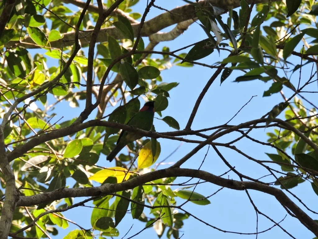 红颈靓唐纳雀(Tangara cyanocephala)