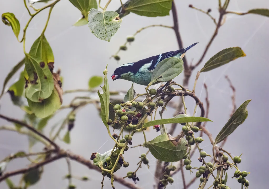 蓝眉靓唐纳雀(Tangara cyanotis)