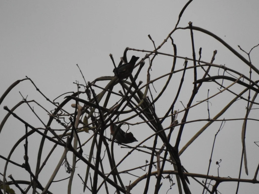 蓝眉靓唐纳雀(Tangara cyanotis)