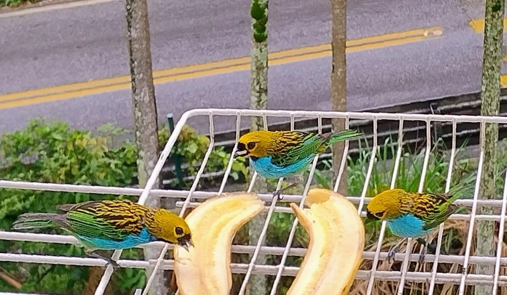 金边靓唐纳雀(Tangara cyanoventris)