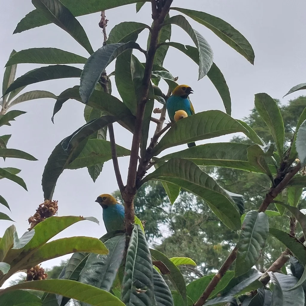 金边靓唐纳雀(Tangara cyanoventris)