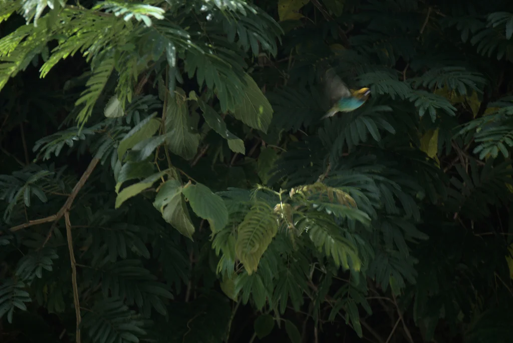 金边靓唐纳雀(Tangara cyanoventris)