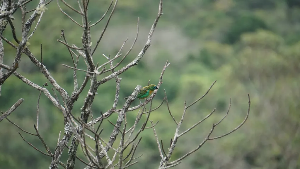 铜胸靓唐纳雀（Tangara desmaresti）