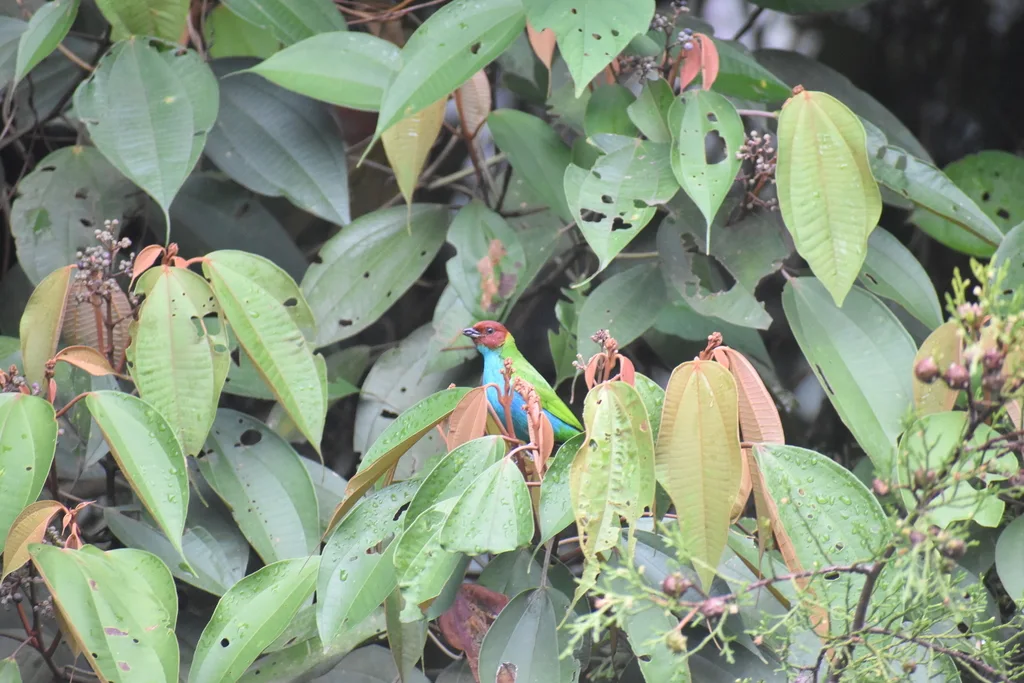 栗头靓唐纳雀(Tangara gyrola)