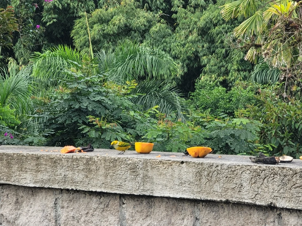 银喉靓唐纳雀(Tangara icterocephala)