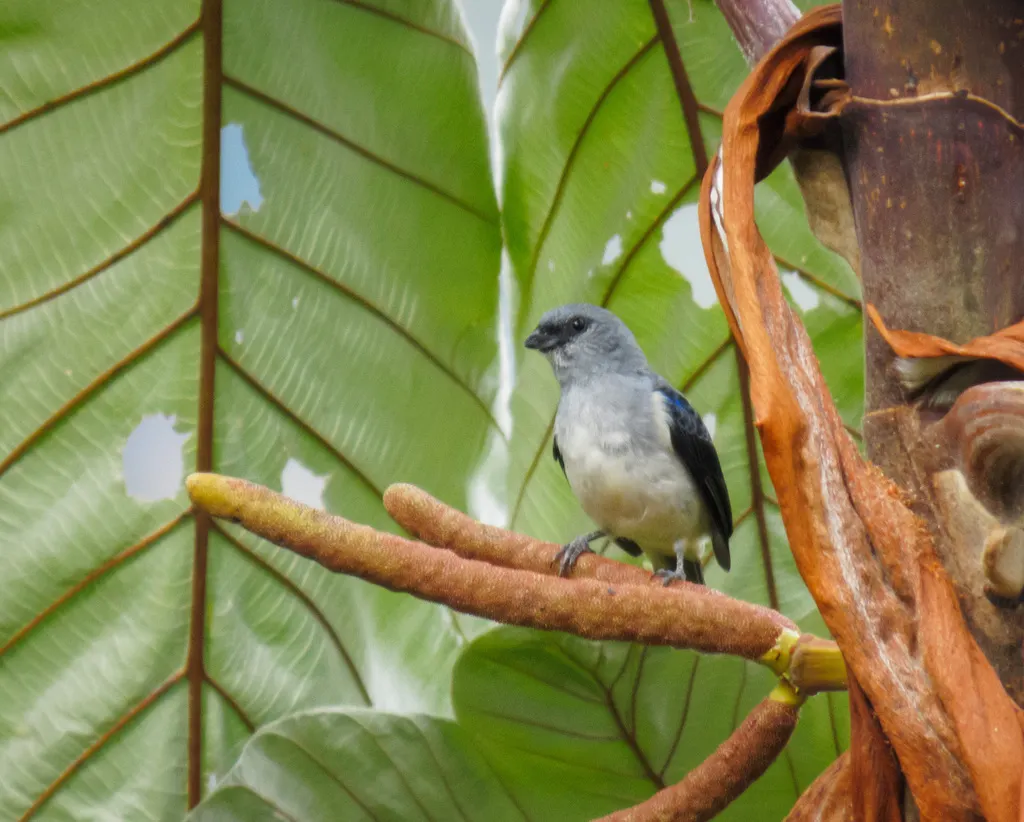 纯色靓唐纳雀(Tangara inornata)