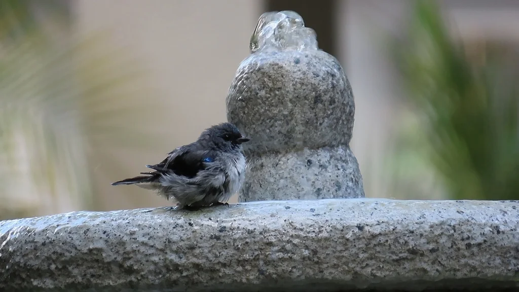 纯色靓唐纳雀(Tangara inornata)