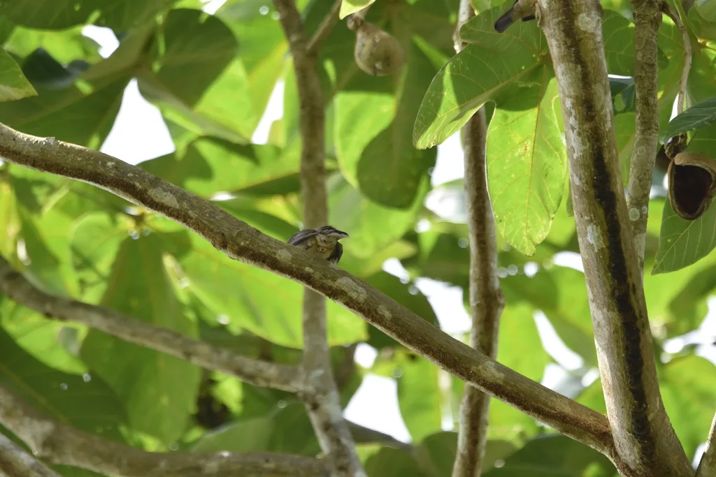纯色靓唐纳雀(Tangara inornata)