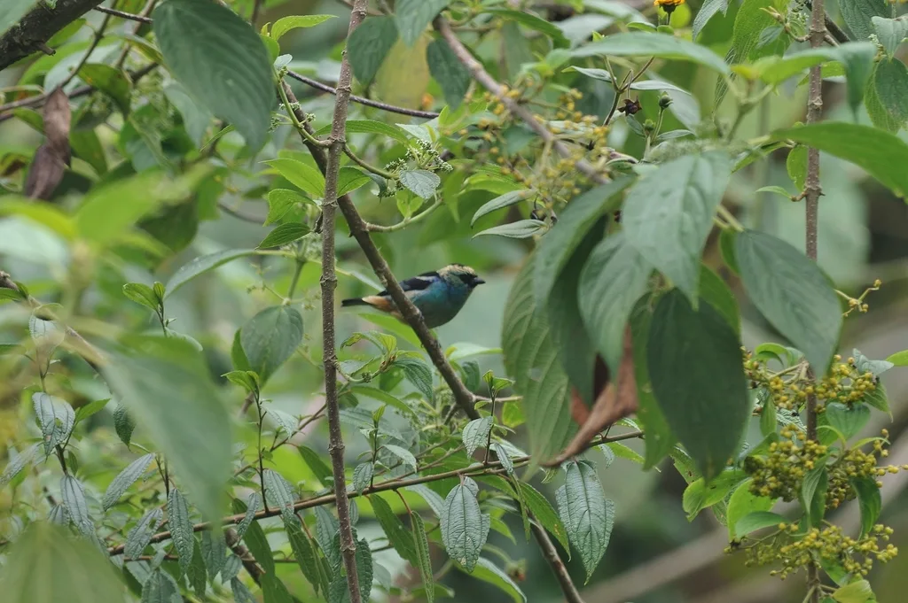 辉绿靓唐纳雀(Tangara labradorides)
