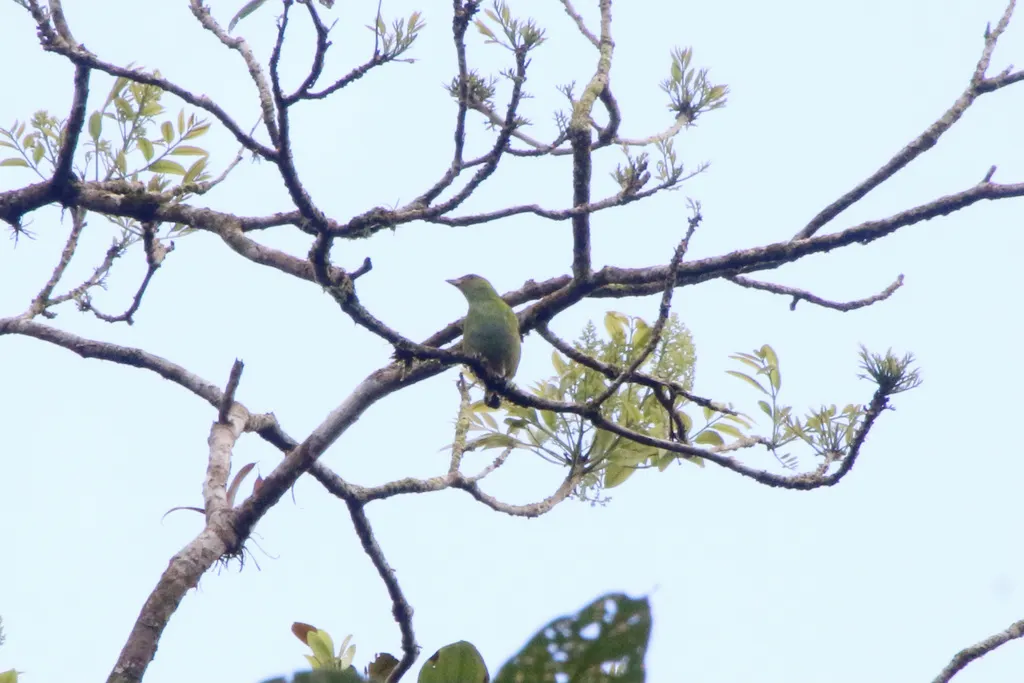 棕翅靓唐纳雀（Tangara lavinia）