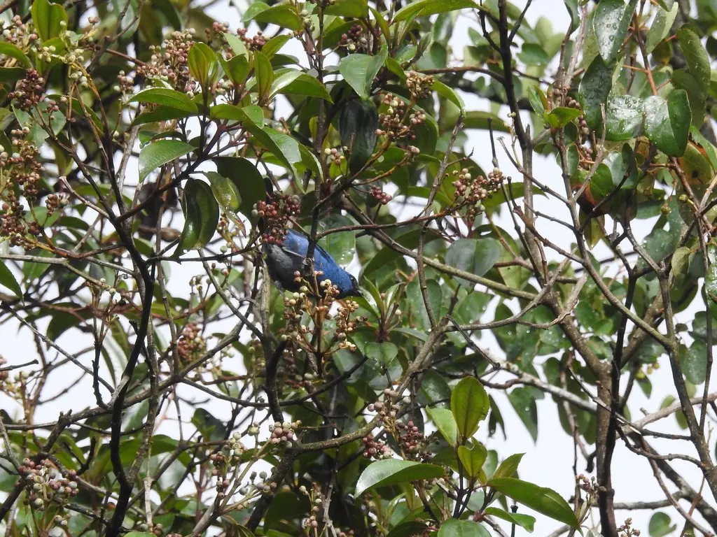 蓝黑靓唐纳雀(Tangara vassorii)