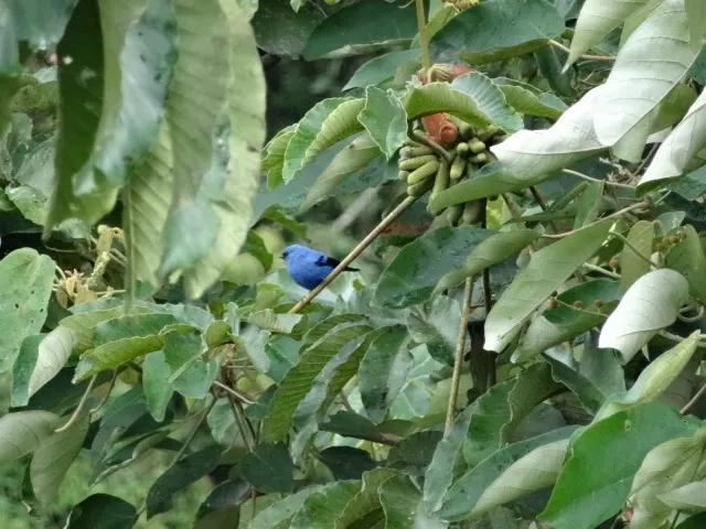 蓝黑靓唐纳雀(Tangara vassorii)