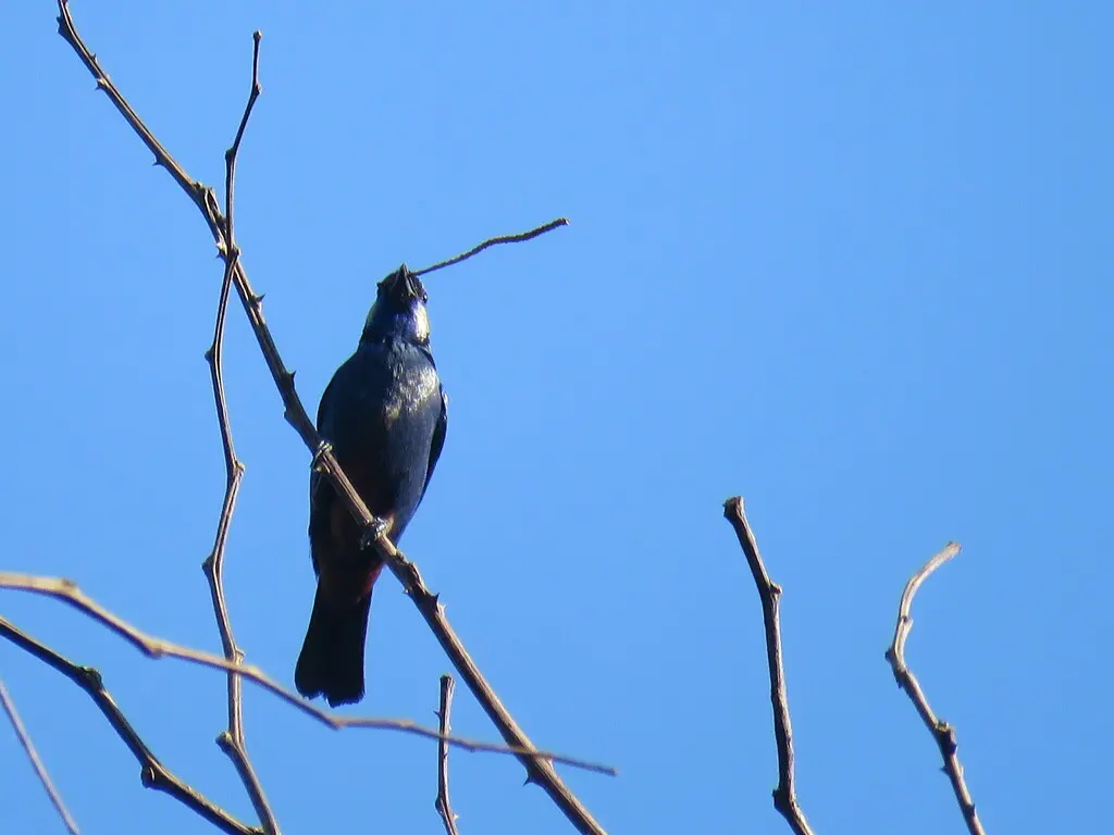 白腰靓唐纳雀(Tangara velia)