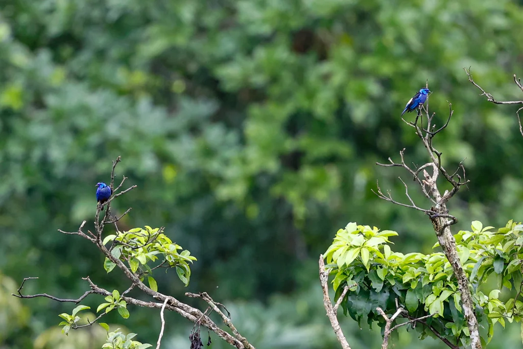 白腰靓唐纳雀(Tangara velia)