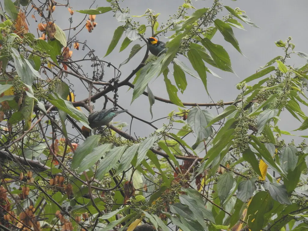 黄顶靓唐纳雀(Tangara xanthocephala)