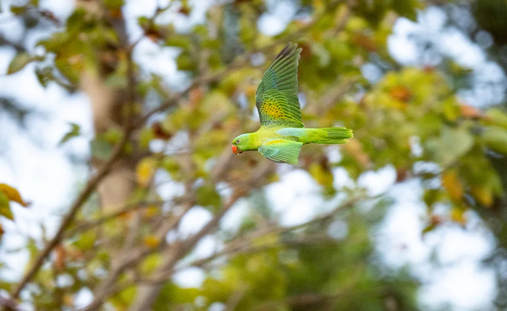 蓝颈鹦鹉(Tanygnathus lucionensis)