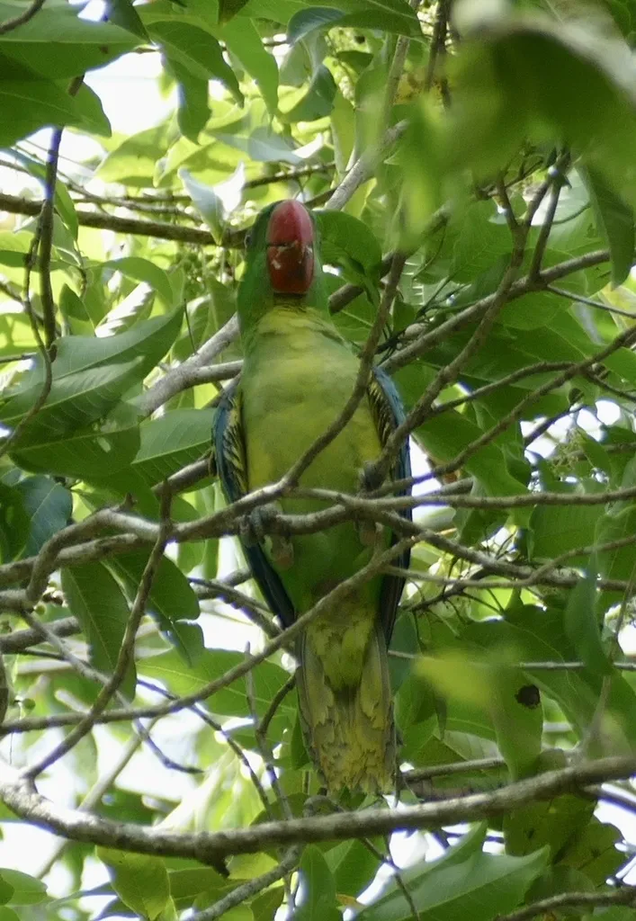 巨嘴鹦鹉(Tanygnathus megalorynchos)