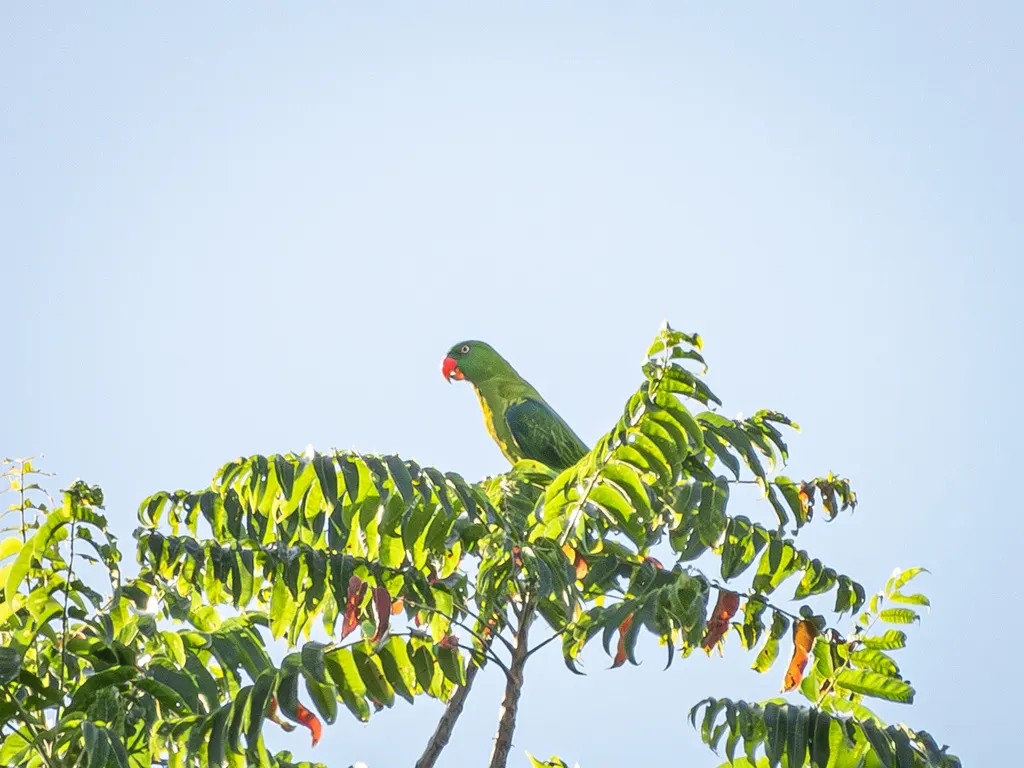 青蓝腰鹦鹉(Tanygnathus sumatranus)